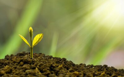 Growth Mindset: No More Fear of Feedback